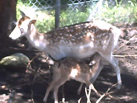 Zoo des Mar�cottes... Pleins de retrouvailles :-)
